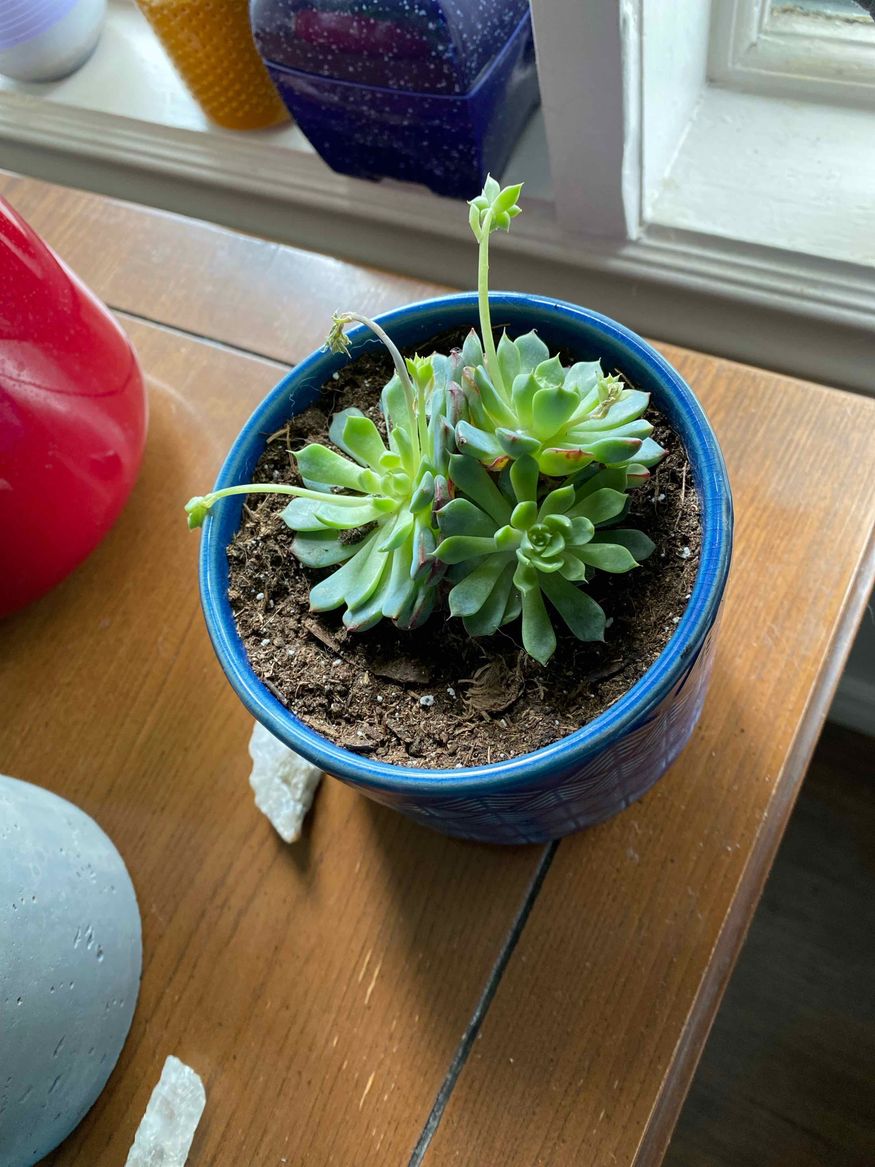 Mexican Snowball plant photo by @Mommirose named Queen on Greg, the plant care app.