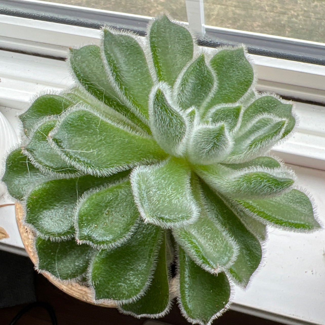 Photo of the plant species Mexican Firecracker by @Mommirose named Po on Greg, the plant care app