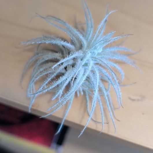 Photo of the plant species Fuzzy Snowball by @BigwigRoyalfern named Woodsprite on Greg, the plant care app