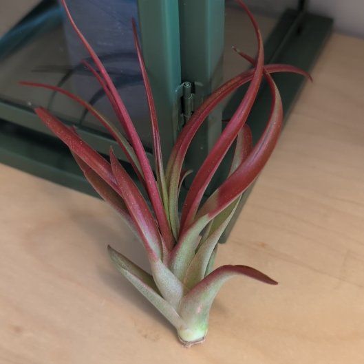 Photo of the plant species Brachycaulos Green Air Plant by @BigwigRoyalfern named Bloodfen on Greg, the plant care app