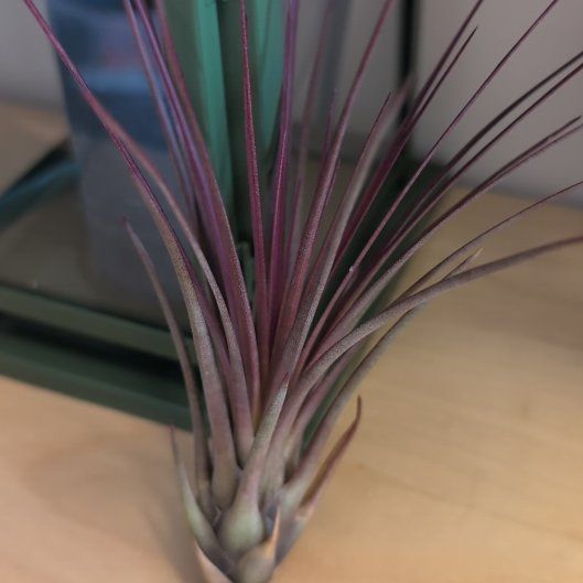 Photo of the plant species Tillandsia melanocrater by @BigwigRoyalfern named Stabbitha on Greg, the plant care app