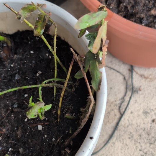 Photo of the plant species Christmas Fern by @BigwigRoyalfern named Forrest on Greg, the plant care app