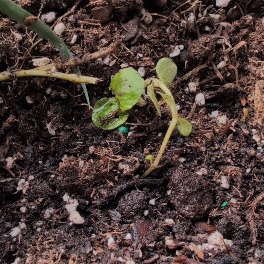 Photo of the plant species Tufted Forget-Me-Not by @BigwigRoyalfern named Rumplestiltskin on Greg, the plant care app