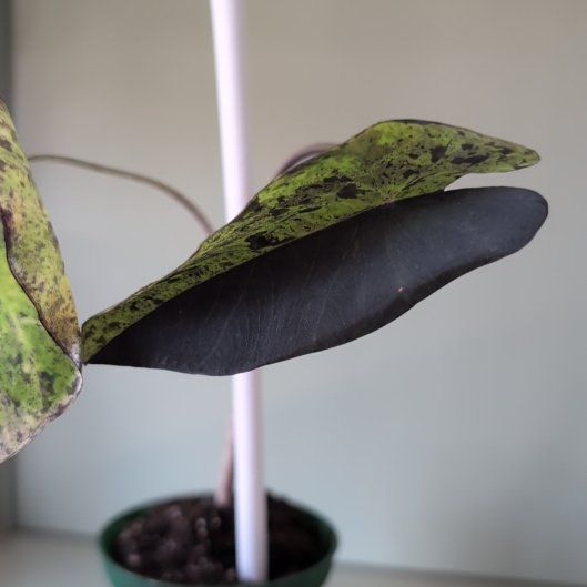 Photo of the plant species Taro 'Mojito' by @BigwigRoyalfern named Caipirinha on Greg, the plant care app