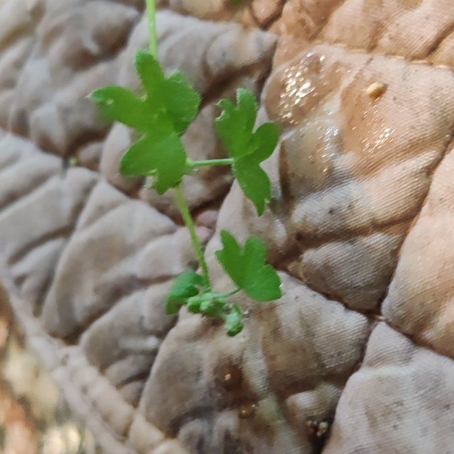Photo of the plant species Smallflower Nemophila by @ScholarlyCentro named Rosa on Greg, the plant care app