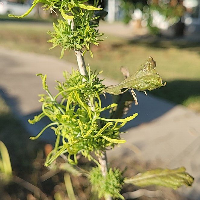 Photo of the plant species Southernwood by @ScholarlyCentro named Madonna on Greg, the plant care app
