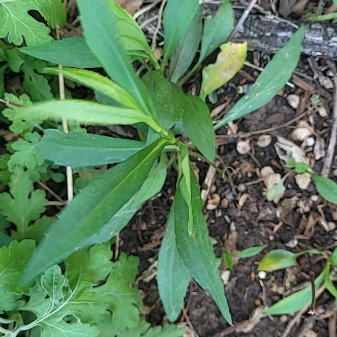 Photo of the plant species Panicled Aster by @ScholarlyCentro named Sproutacus on Greg, the plant care app