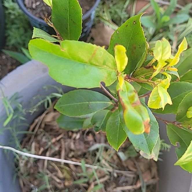 Photo of the plant species Carolina Laurel Cherry by @ScholarlyCentro named Diana on Greg, the plant care app