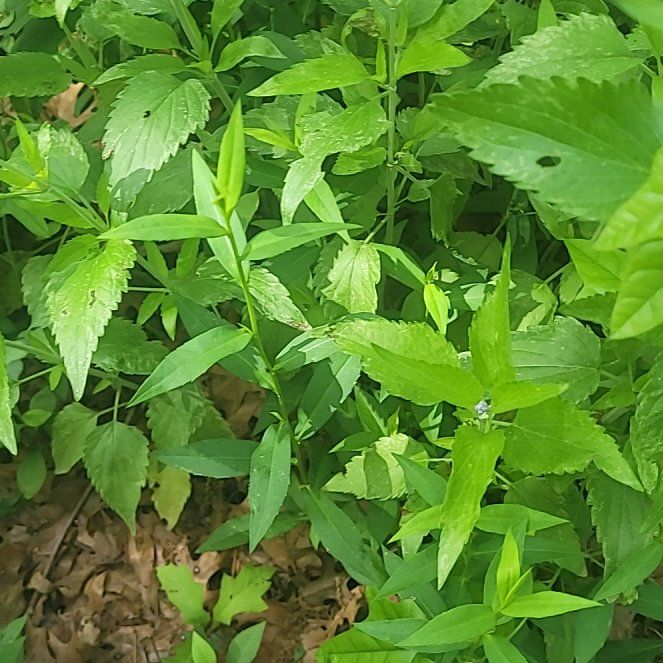 Photo of the plant species Asiatic Dayflower by @ScholarlyCentro named Demi on Greg, the plant care app