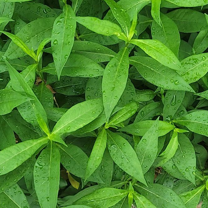 Photo of the plant species Garden Phlox by @ScholarlyCentro named Clooney on Greg, the plant care app