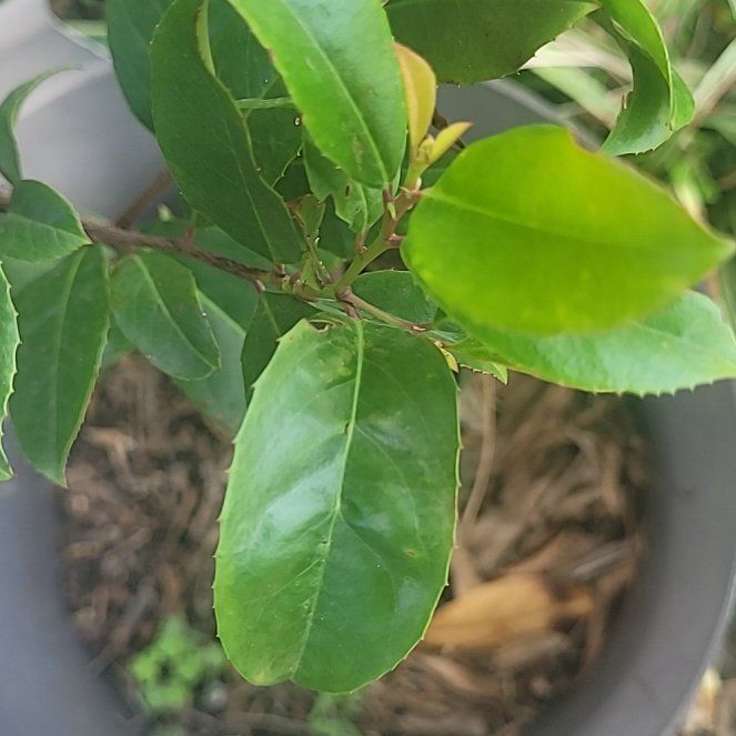 Photo of the plant species Carolina Laurel Cherry by @ScholarlyCentro named Scarlett on Greg, the plant care app