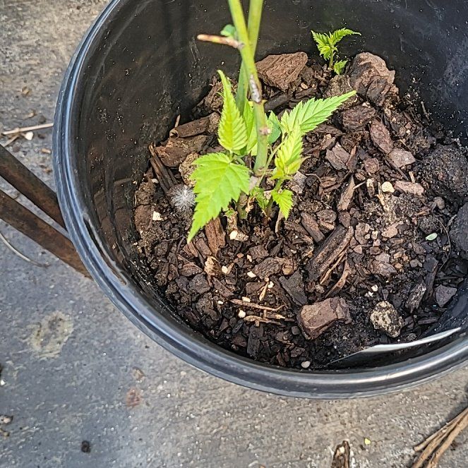 Photo of the plant species Kerria Japonica by @ScholarlyCentro named Maya on Greg, the plant care app