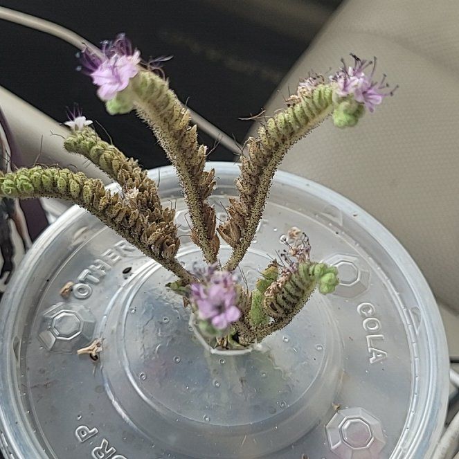 Photo of the plant species Phacelia by @ScholarlyCentro named Kendall on Greg, the plant care app