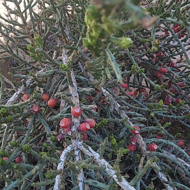 Photo of the plant species Desert Christmas Cactus by @ScholarlyCentro named Achilles on Greg, the plant care app