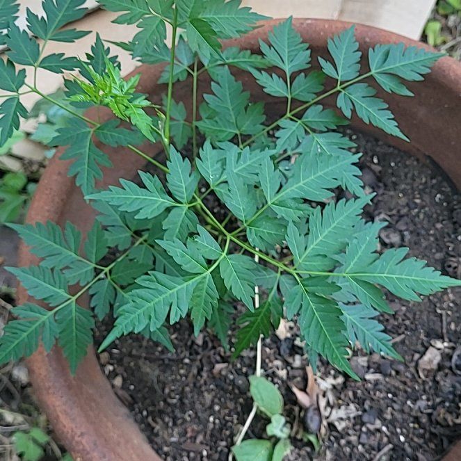 Photo of the plant species Melia Azedarach by @ScholarlyCentro named Leaf Erickson on Greg, the plant care app