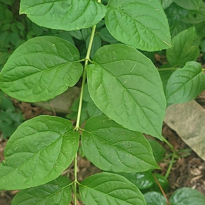 Photo of the plant species Sweet Mock Orange by @ScholarlyCentro named Delilah on Greg, the plant care app