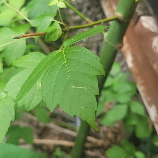 Photo of the plant species Manitoba Maple by @ScholarlyCentro named Eva on Greg, the plant care app