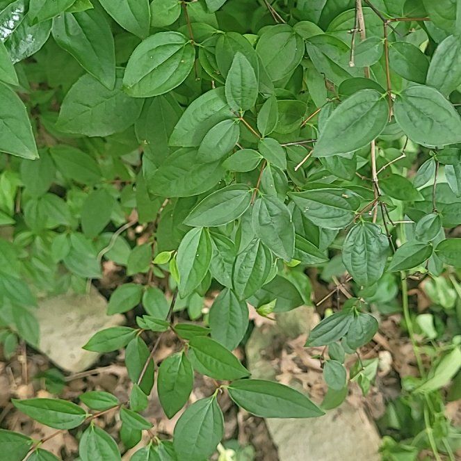 Photo of the plant species Sweet Mock Orange by @ScholarlyCentro named Sahara on Greg, the plant care app