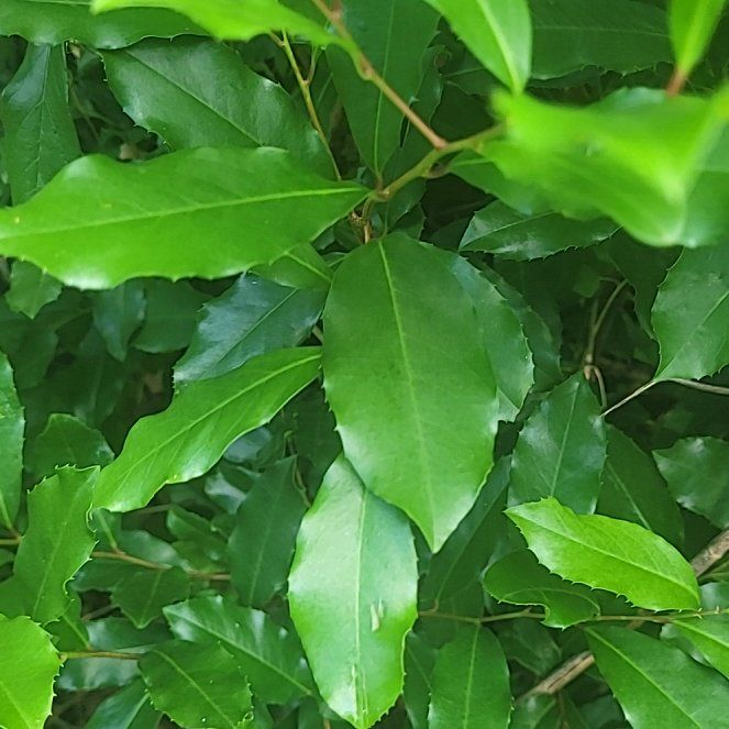 Photo of the plant species Carolina Laurel Cherry by @ScholarlyCentro named Mollie on Greg, the plant care app