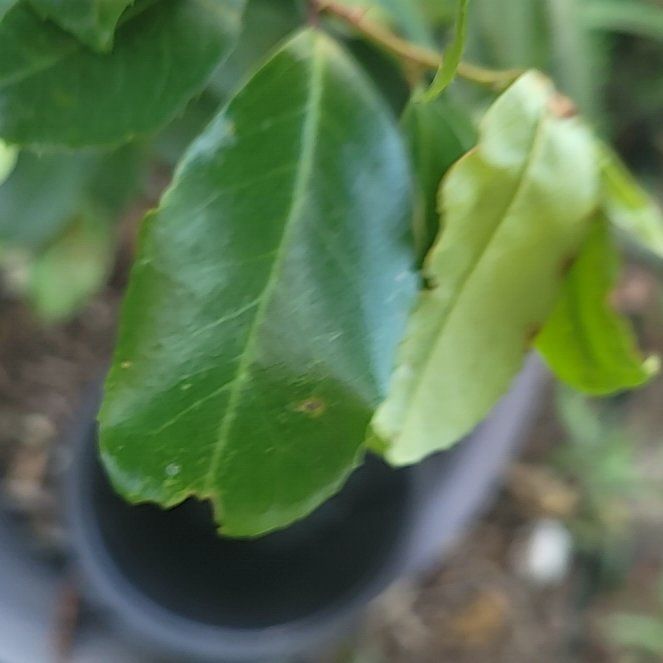 Photo of the plant species Carolina Laurel Cherry by @ScholarlyCentro named Willow on Greg, the plant care app