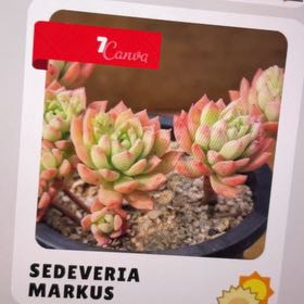 Photo of the plant species Sedeveria Markus by @GarlickPtato named Miko on Greg, the plant care app