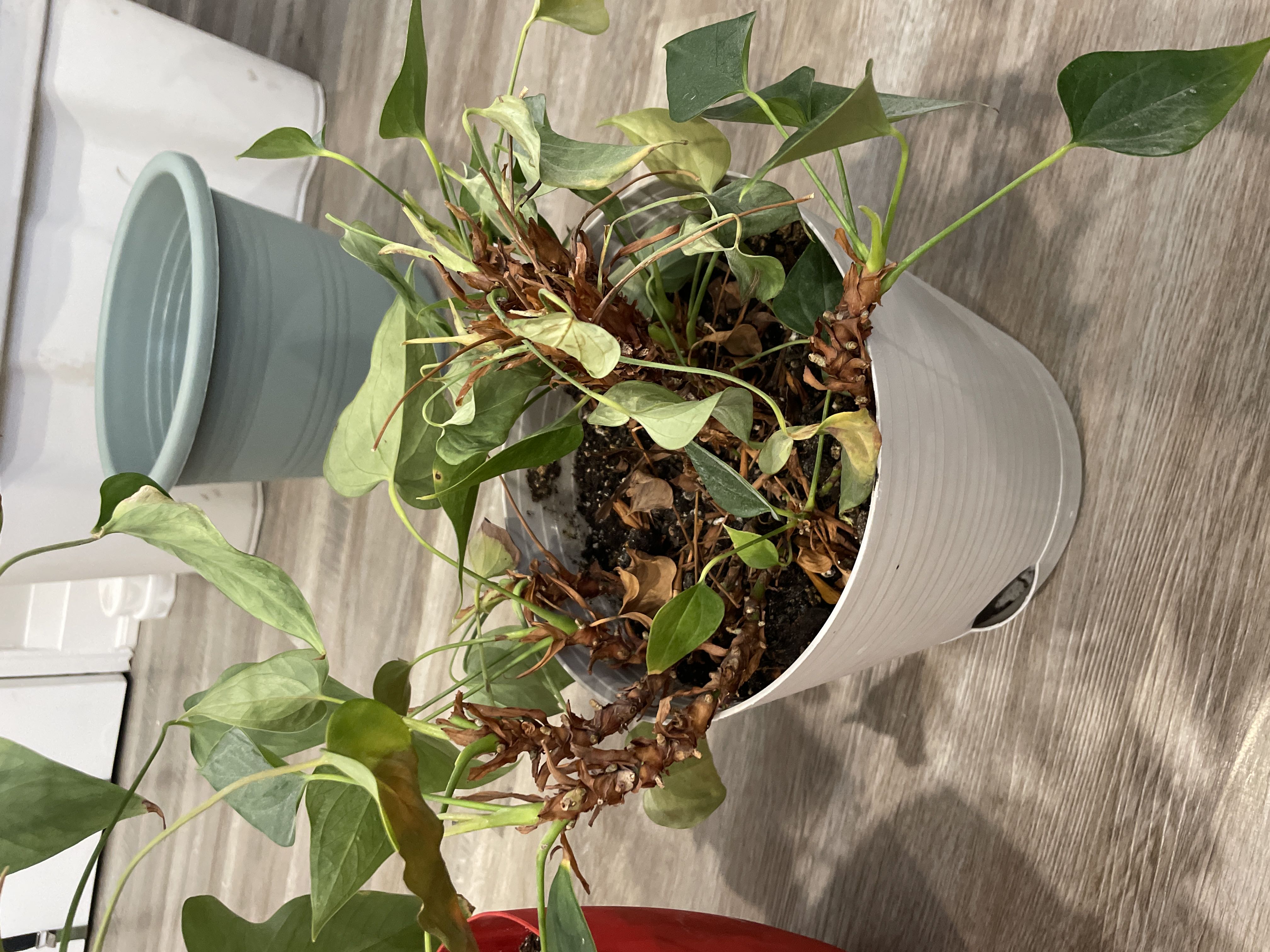 The Complete Heartleaf Philodendron Plant Care Guide: Water, Light & Beyond