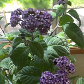 Photo of the plant species Heliotropium arborescens by @DinkumOrpine named Vanilla baby on Greg, the plant care app