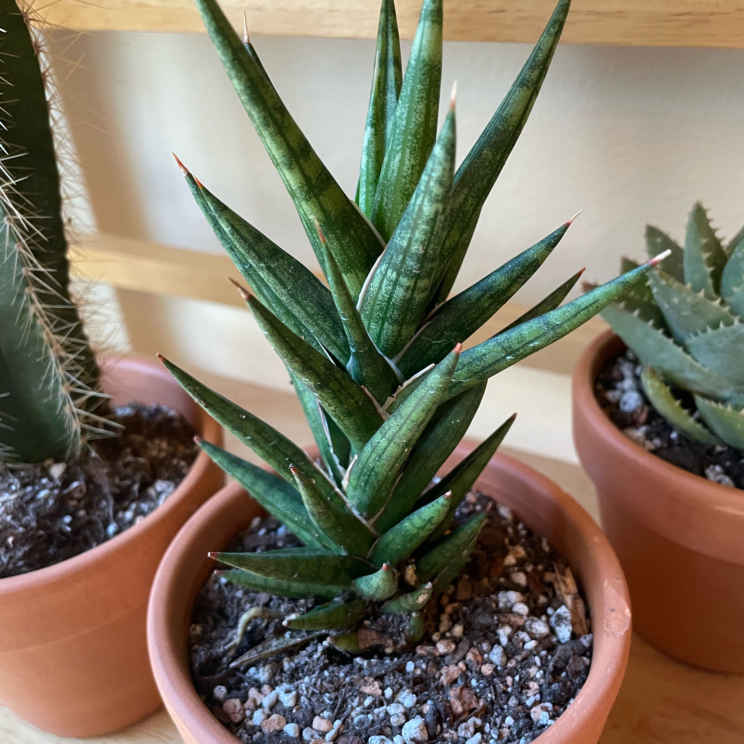 Sansevieria francisii plant in a terracotta pot with visible soil and no signs of disease.