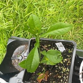Photo of the plant species Sour Orange by @CaringHornwort named Bella on Greg, the plant care app