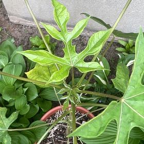 Photo of the plant species Mountain Papaya by @CaringHornwort named Planty on Greg, the plant care app