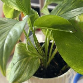 Photo of the plant species Neon Queen Pothos by @thestayhomedad named Sadie on Greg, the plant care app