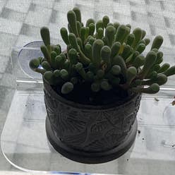 Baby Toes plant