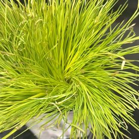 Photo of the plant species Crested Wheatgrass by @LucidStingray named Sproutacus on Greg, the plant care app