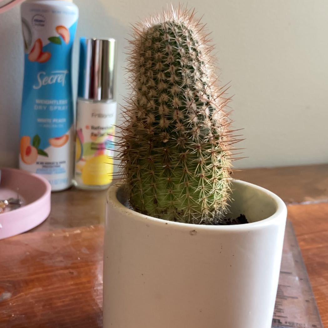 Silver Ball Cactus in a white pot with personal care items in the background.