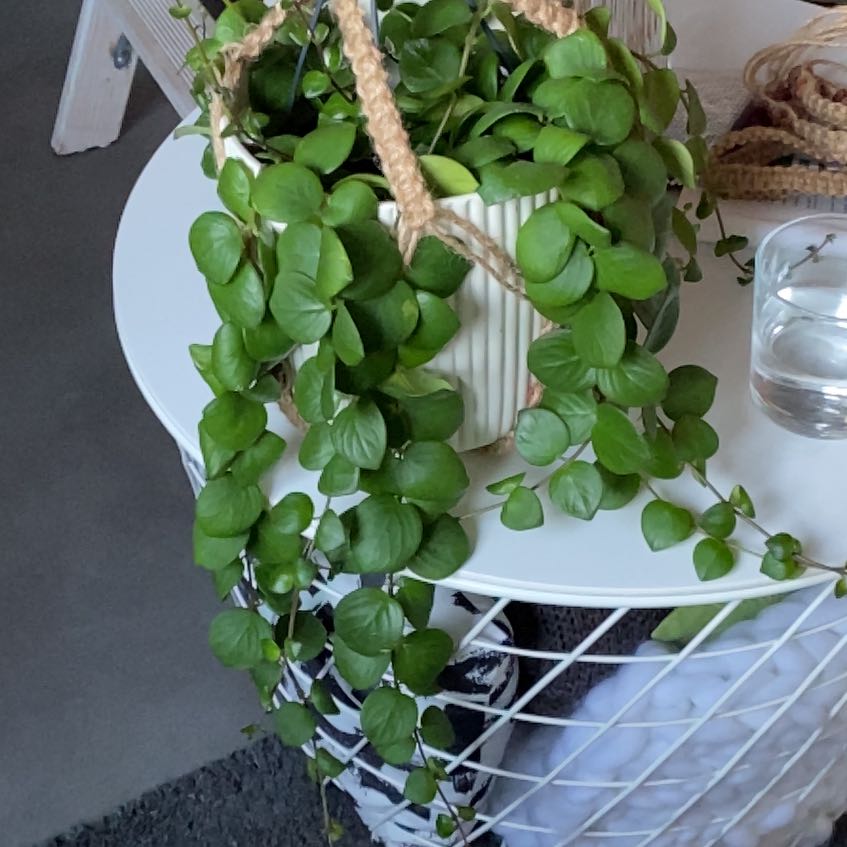 Photo of the plant species Dischidia 'Snaily' by @DelightfulYuzu named Planty on Greg, the plant care app