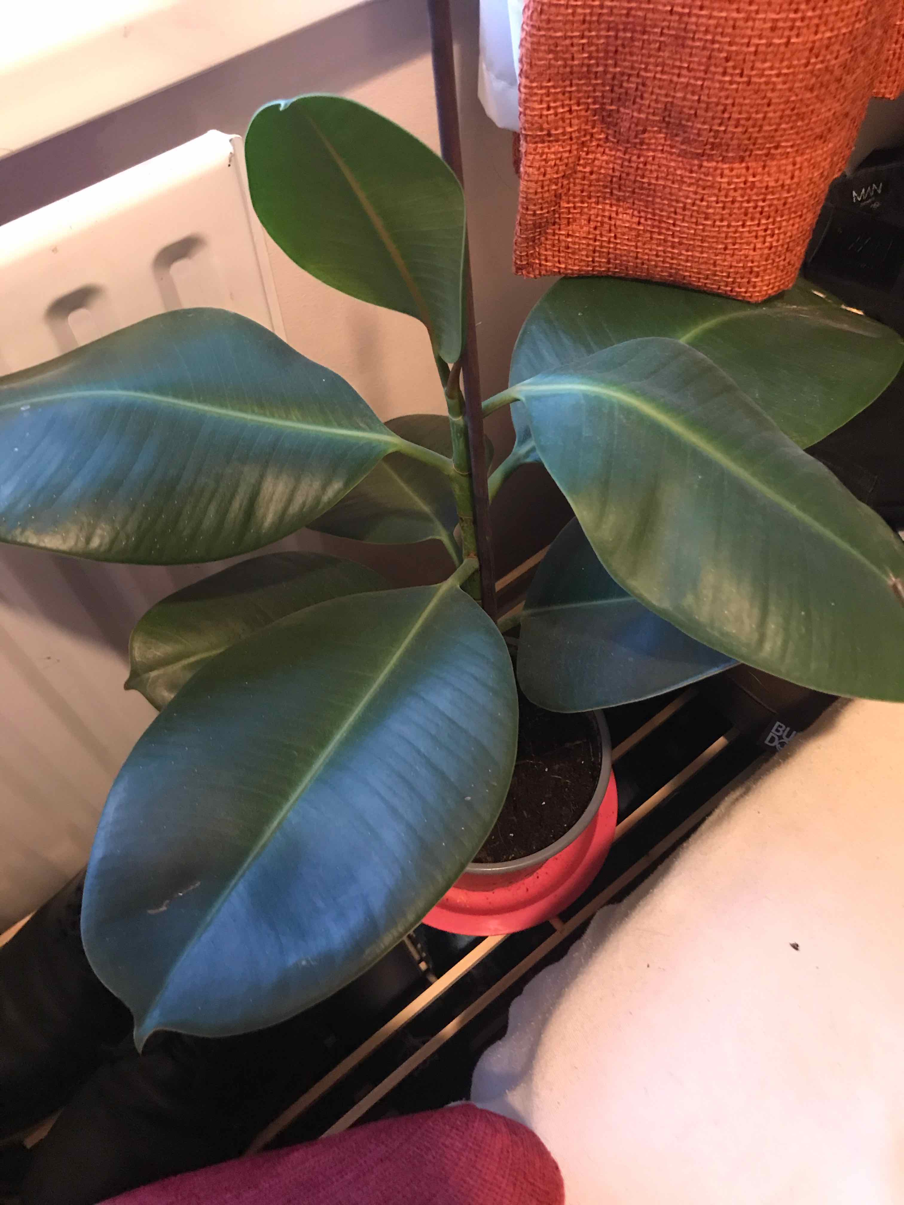 Ficus Robusta plant in a pot with large, glossy green leaves.