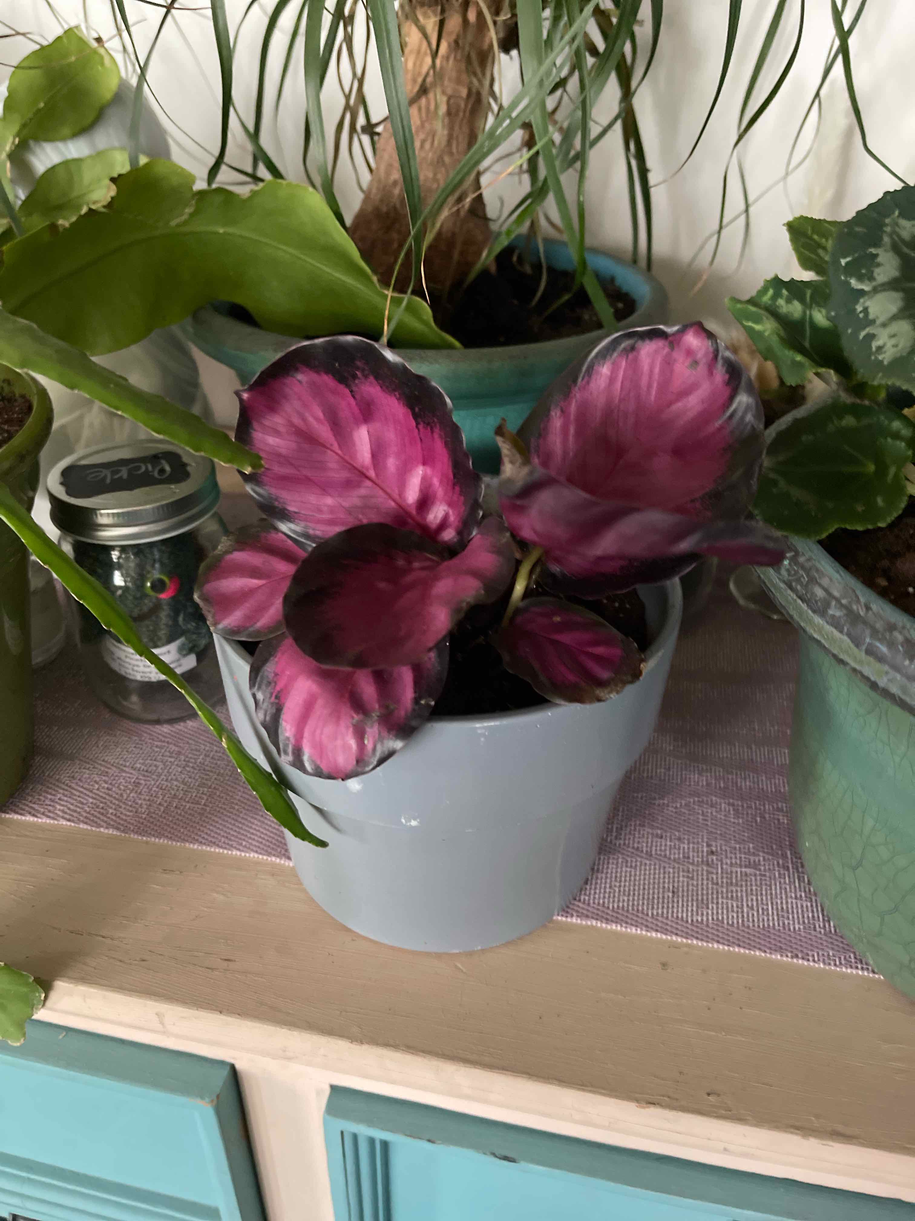 Photo of the plant species crimson rose calathea by @IdealLilacsage named Cathedral Windows Calathia on Greg, the plant care app