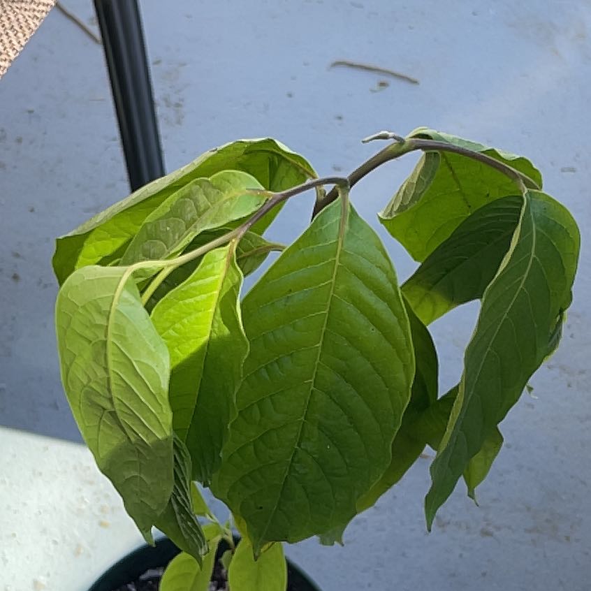 Photo of the plant species Ylang Ylang by @TidySnowflower named Drake on Greg, the plant care app