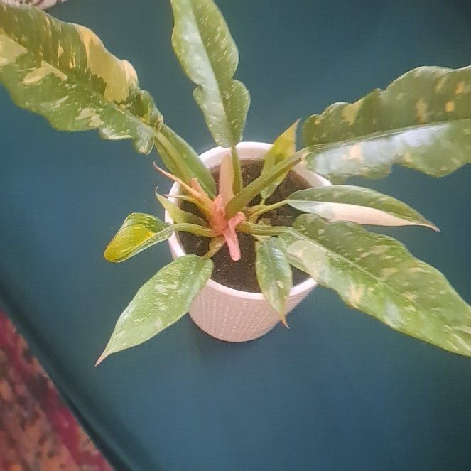 Photo of the plant species Assorted Philodendron by @NimbleChilli named Philodendron Golden Goddess on Greg, the plant care app