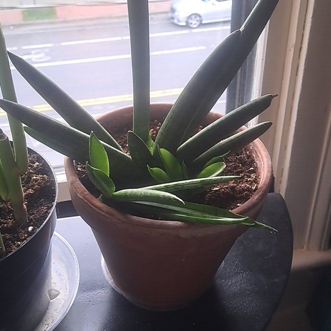 Photo of the plant species Sanseveria Giga Spikey by @NimbleChilli named Sanseveria Cylindrical on Greg, the plant care app