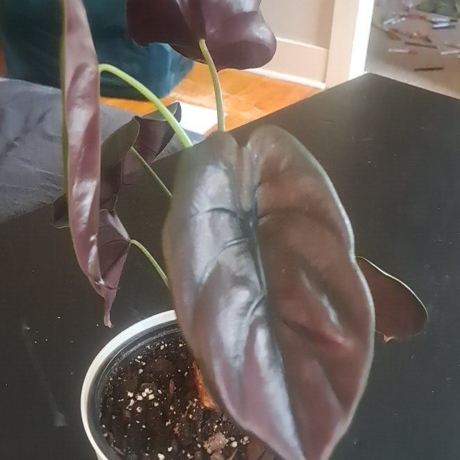 Photo of the plant species Alocacia Black Velvet by @NimbleChilli named Alocacia Cuprea (Mythic Red Secret) on Greg, the plant care app