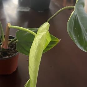 Photo of the plant species Philodendron Fuzzy Petiole by @Plant-Holls named Messi on Greg, the plant care app