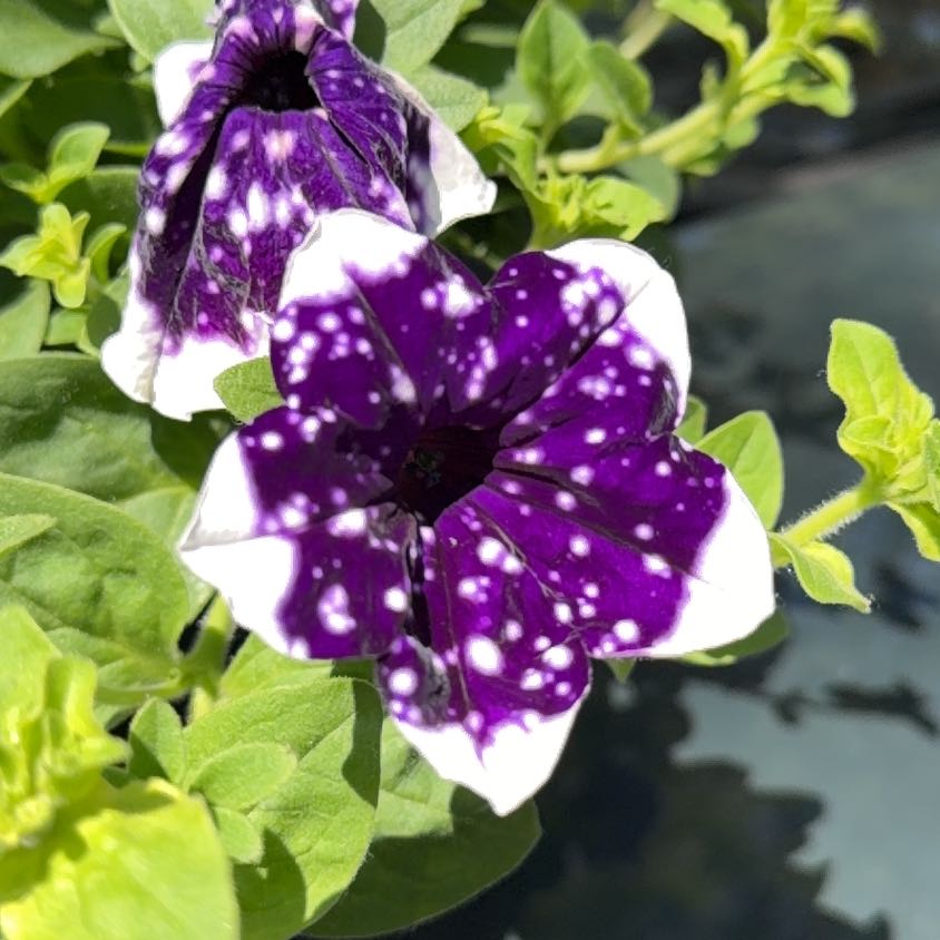 Photo of the plant species Petunia by @e282611 named Cosmo on Greg, the plant care app