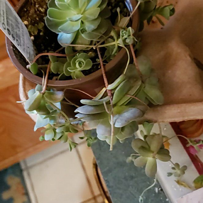 Photo of the plant species Orostachys iwarenge by @LordLeafcelery named Bella on Greg, the plant care app