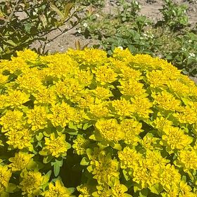 Photo of the plant species Cushion Spurge by @BoisterousApple named Queen on Greg, the plant care app