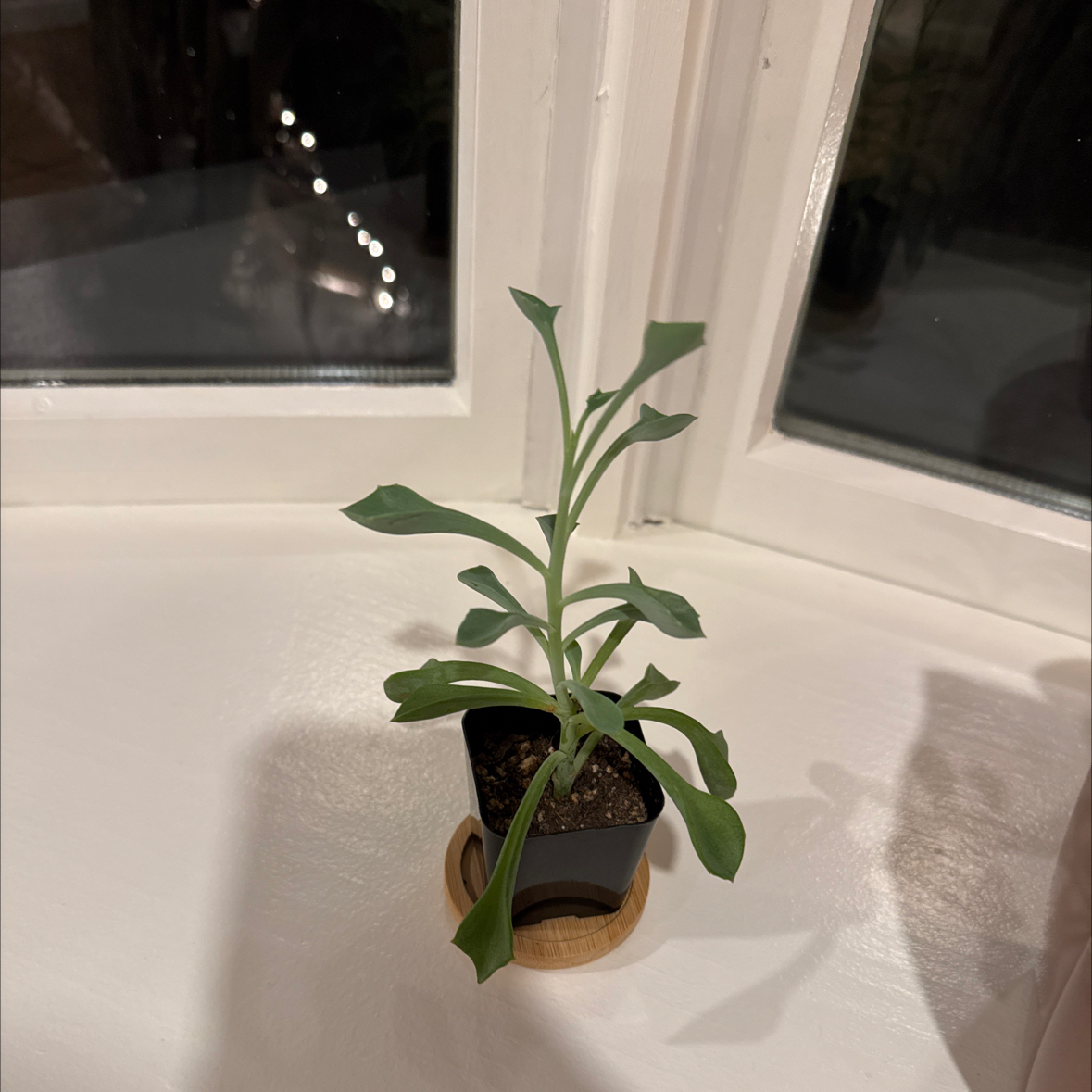 Photo of the plant species Spear Head Senecio by @FitMockoyster named Shrek on Greg, the plant care app
