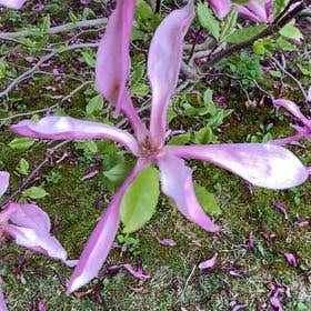 Photo of the plant species Umbrella Magnolia by @FitMockoyster named Sanders on Greg, the plant care app