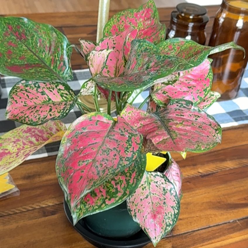 Photo of the plant species Aglaonema 'Ruby Ray' by @FitMockoyster named Delilah on Greg, the plant care app