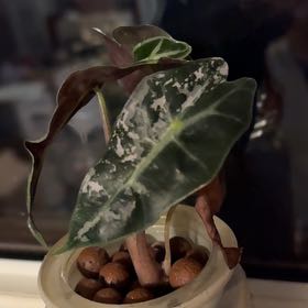 Photo of the plant species Variegated Alocasia Amazonica by @TubularViolet named Drake on Greg, the plant care app