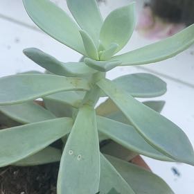 Photo of the plant species Graptopetalum Paraguayense Peach by @HardyEuphorbia named Daphne on Greg, the plant care app